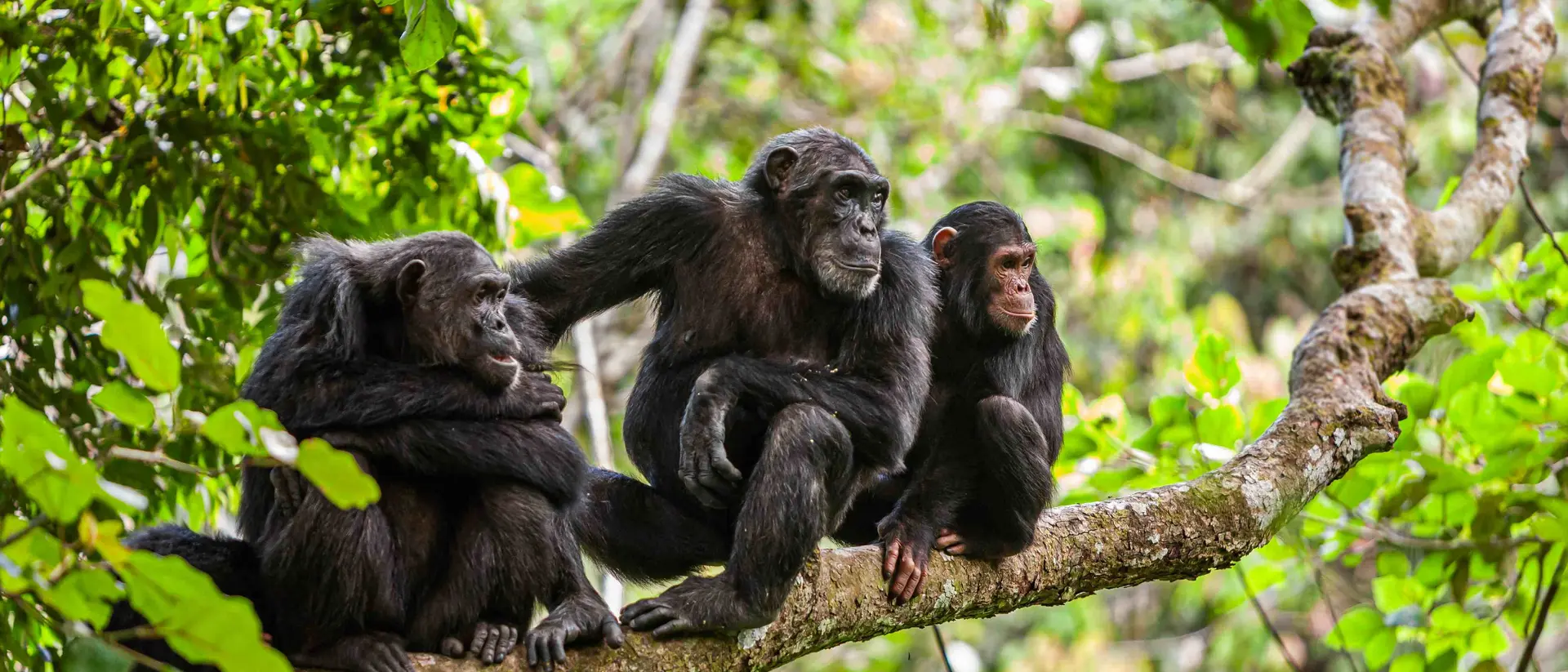 Selous National Park A family of chimps on a tree branch watching something of interest
