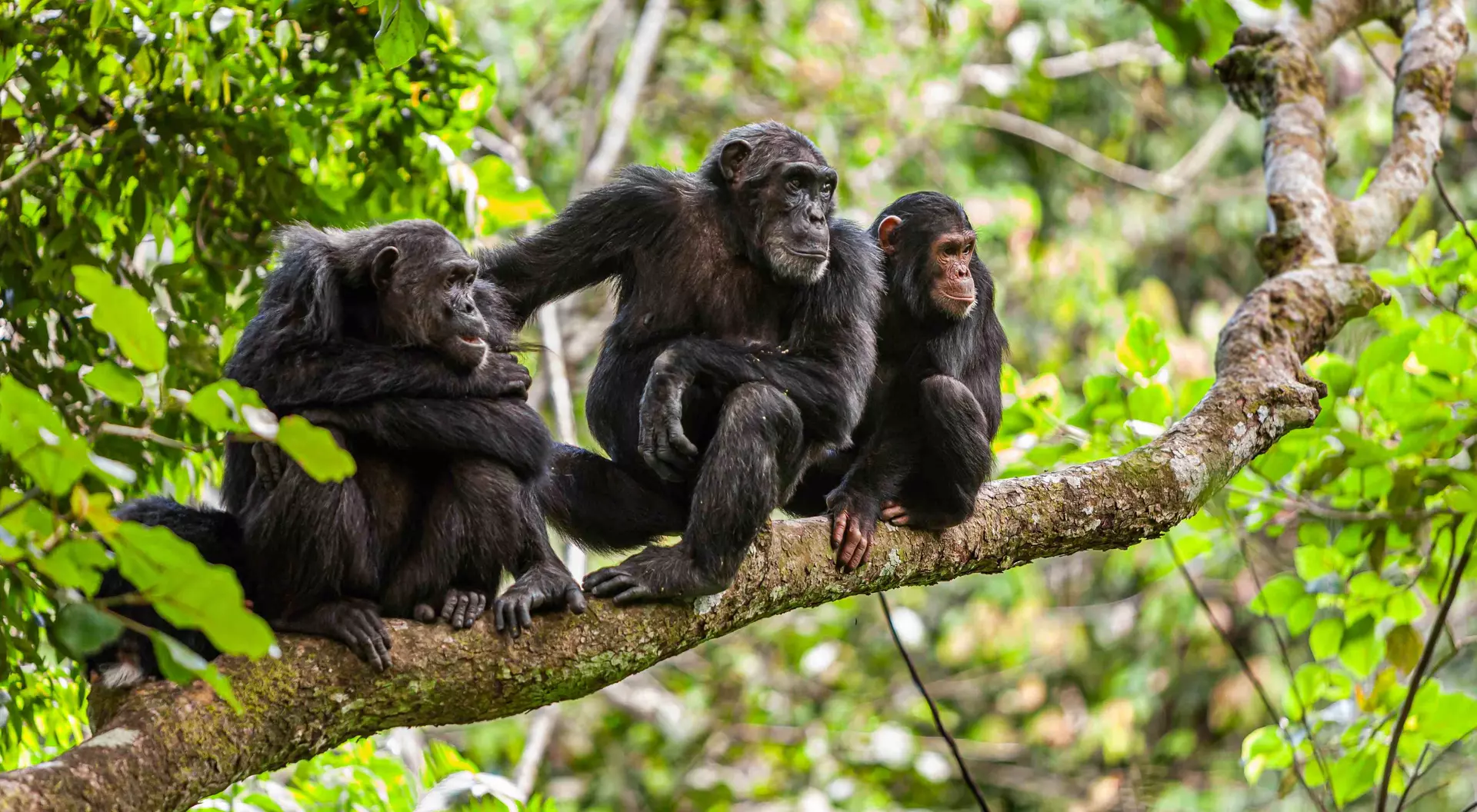 A family of chimps on a tree branch watching something of interest