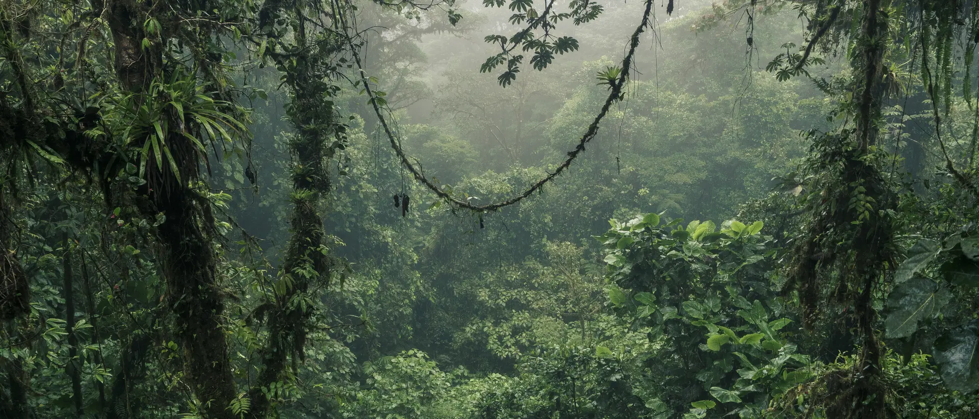 Monteverde Cloud Forest The Monteverde Cloud Forest Reserve is a Costa Rican reserve located along the Cordillera de Tilarán where there are more than 3,200 species of plants.