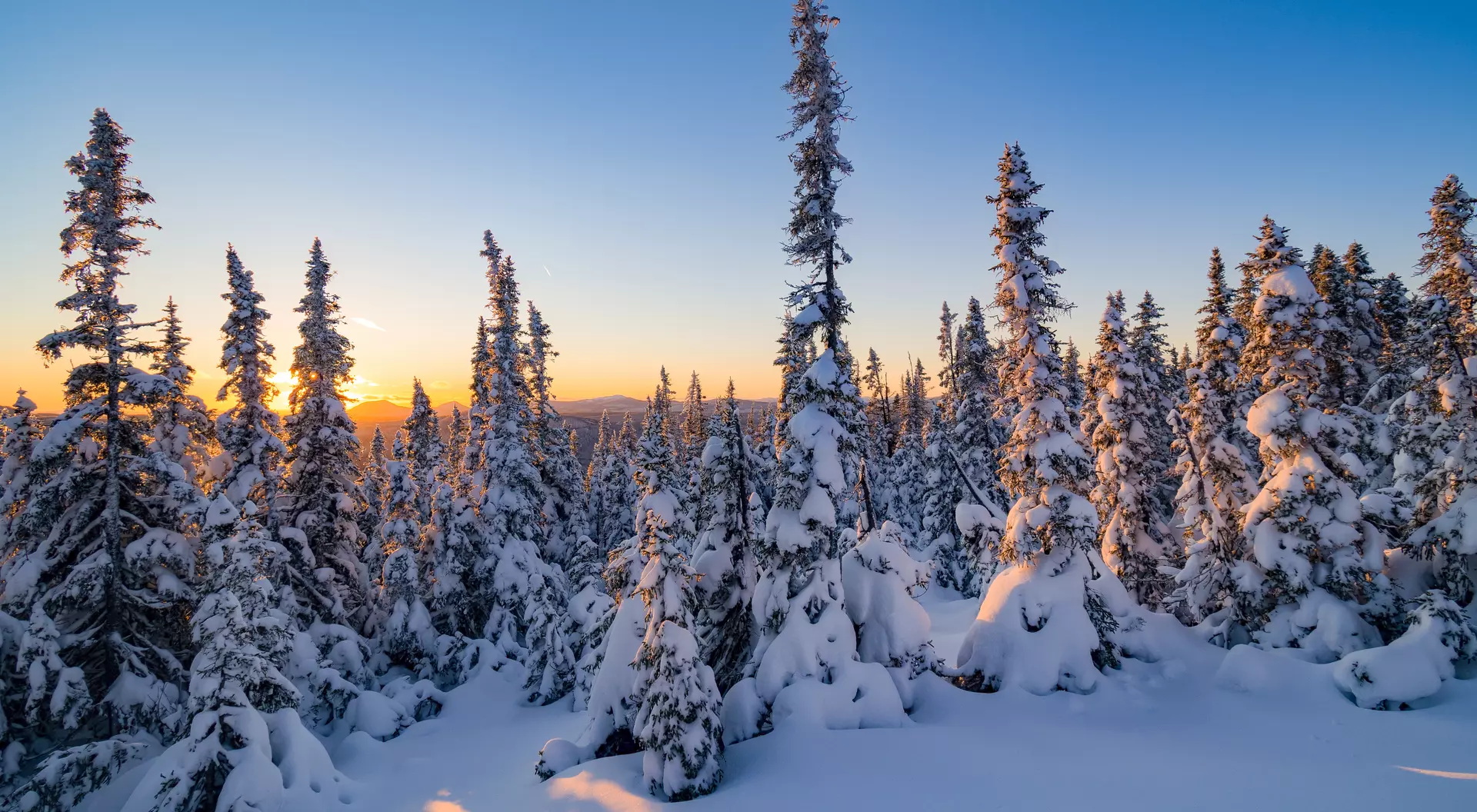 Montebello, Canada Sunset between snow covered fir trees somewhere in the laurentian mountains