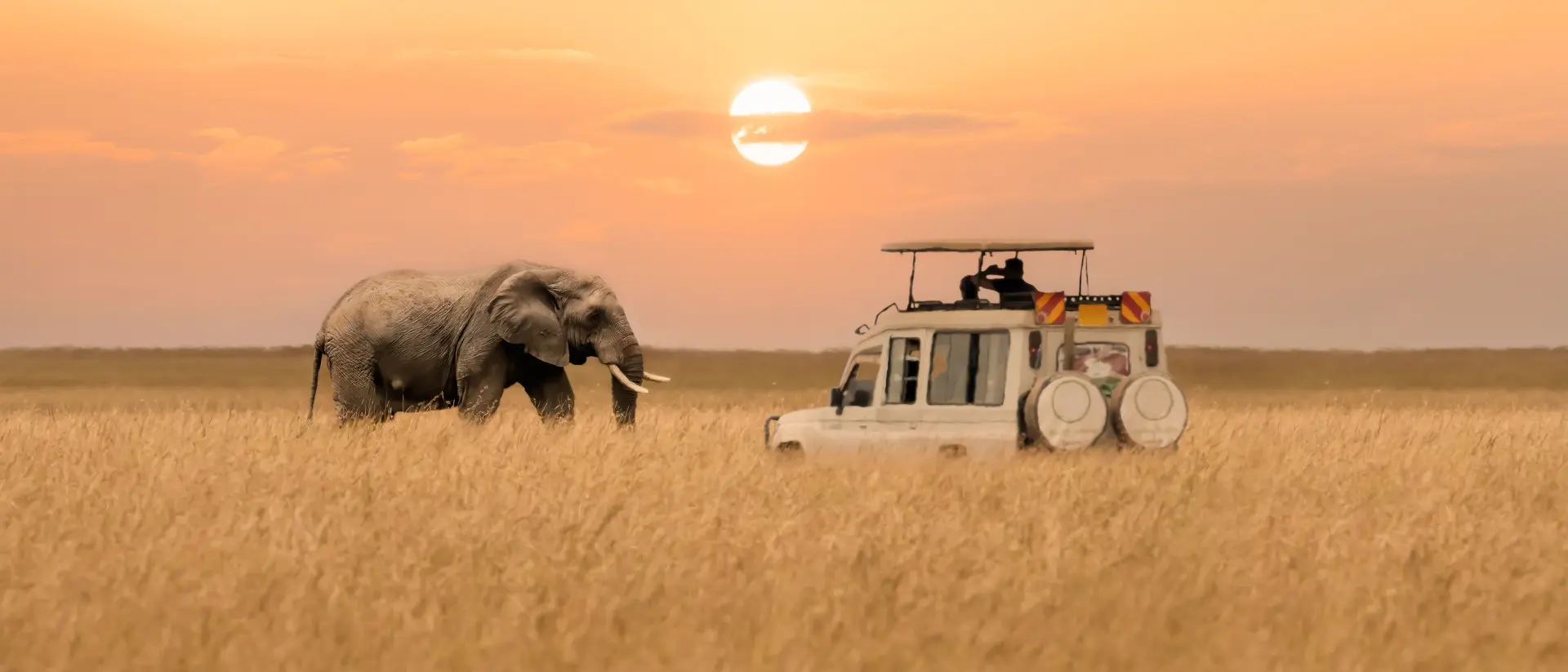 Masai Mara National Reserve, Kenya Lone African elephant walking with blurred foreground of savanna grassland and blurred tourist car stop by watching during sunset