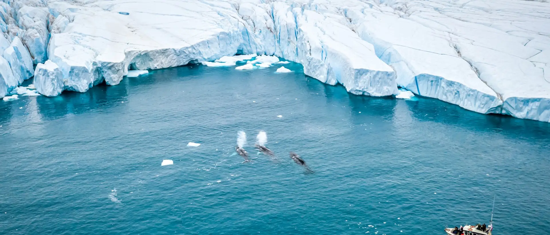 A ship near icebergs with whales spouting water in a calm, icy ocean.