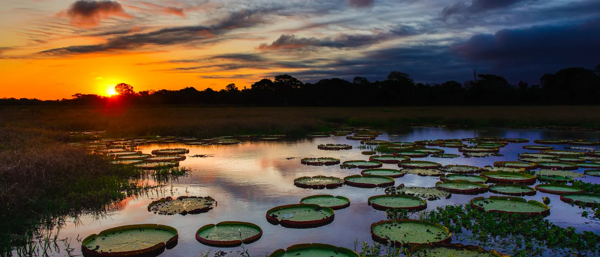 Pantanal A magnificent sunset over a lake filled with giant water lilies