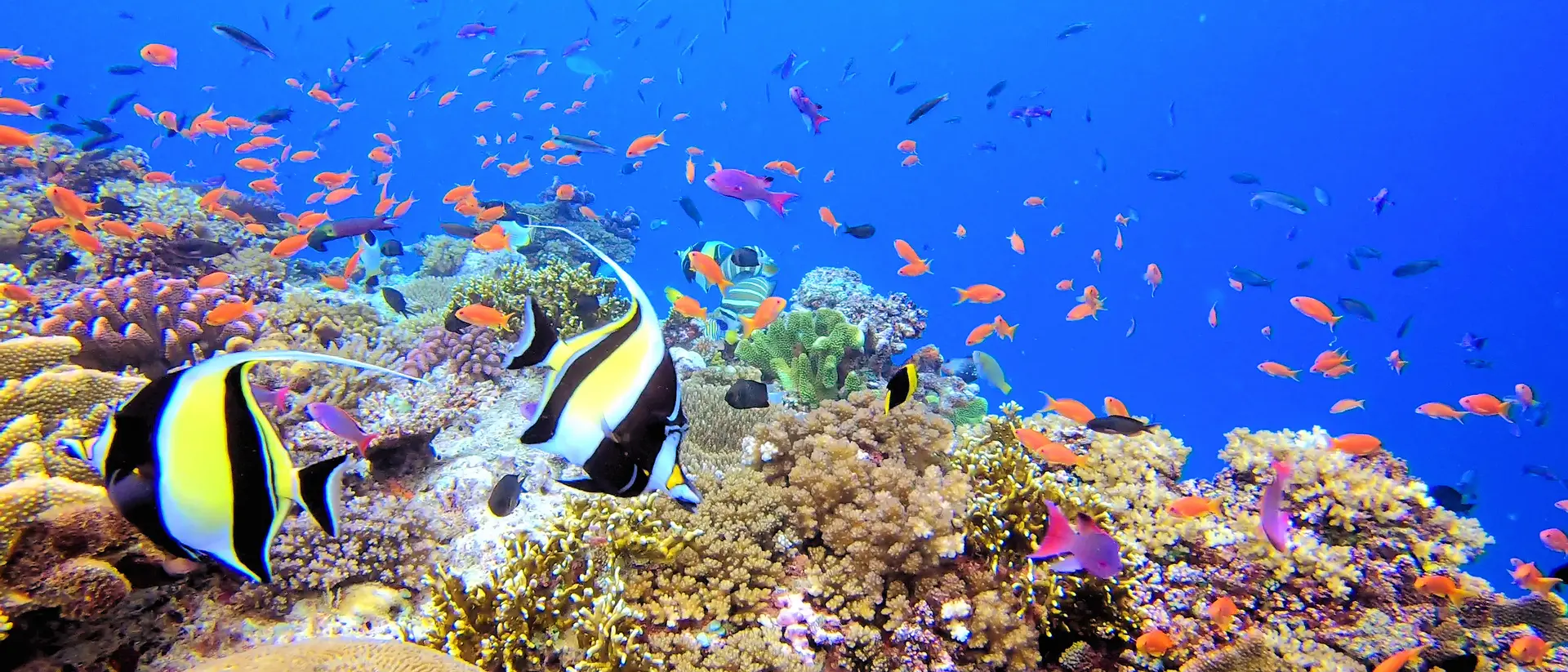 Coral Coast, Viti Levu Diving with beautiful fish on coral reef in the pacific ocean off of the southern shores of the main island