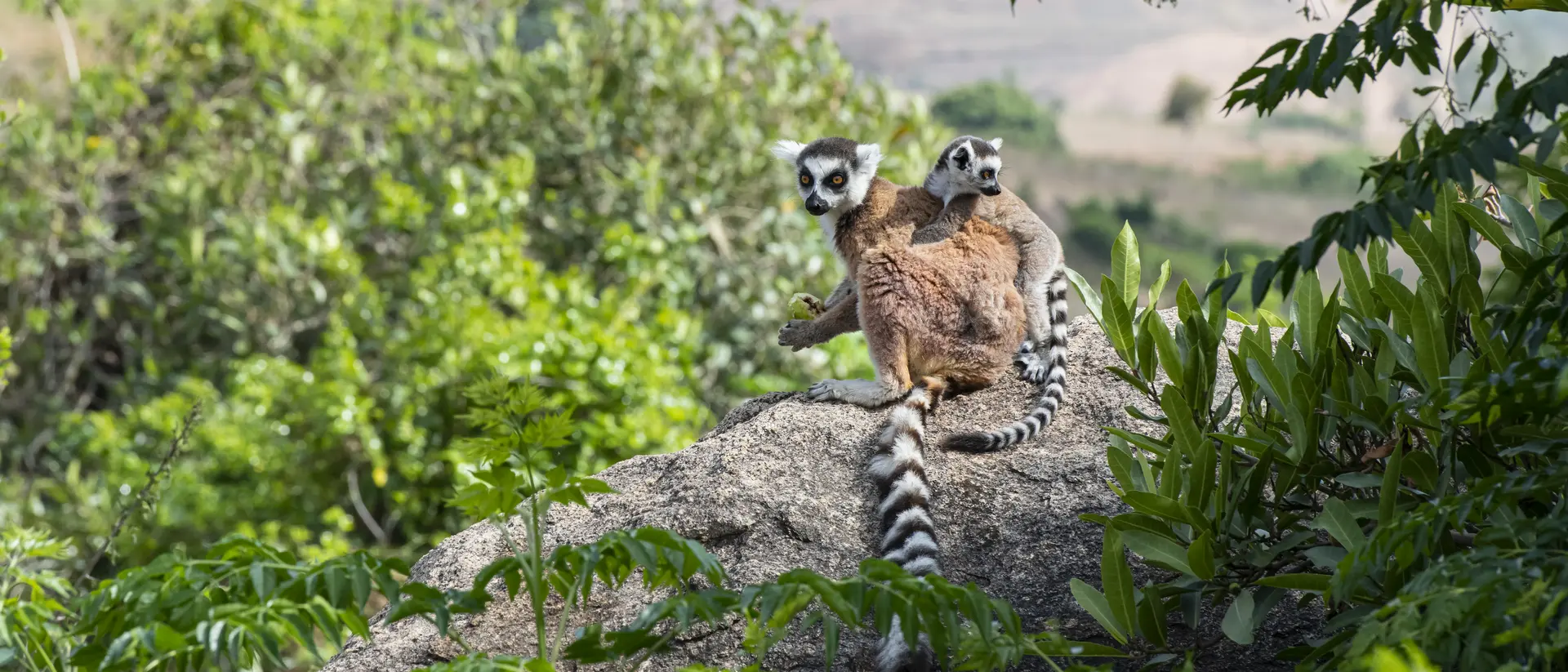 Anja Reservat A mother and baby Ring-tailed Lemur (Lemur catta), shot in wildlife in Anja Reservat, Madagascar.