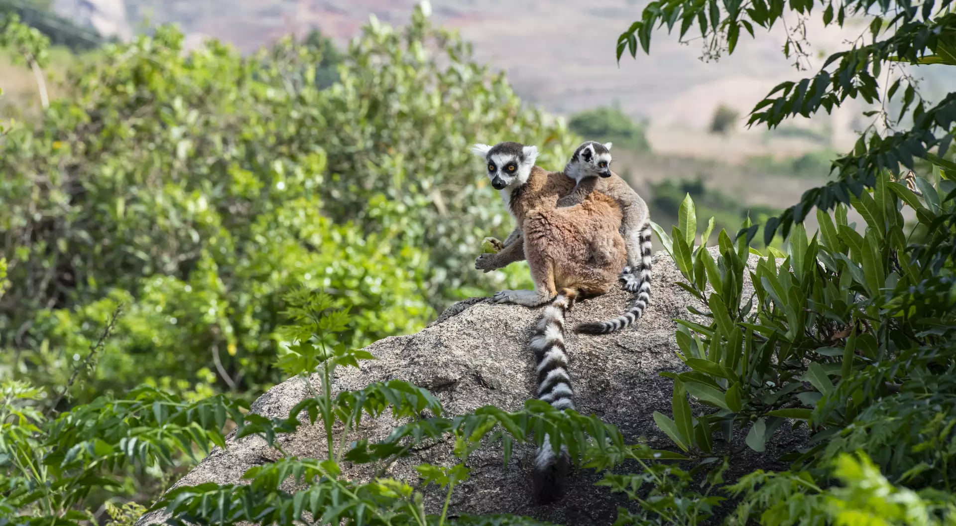Anja Reservat A mother and baby Ring-tailed Lemur (Lemur catta), shot in wildlife in Anja Reservat, Madagascar.