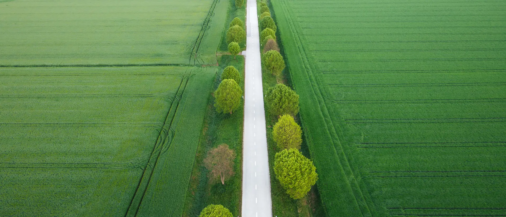 Aerial view on idyllic tree-lined country road through the wheat fields.