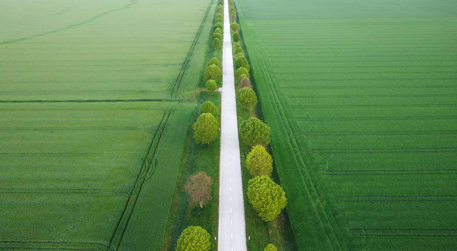 Slovenia Aerial view on idyllic tree-lined country road through the wheat fields.