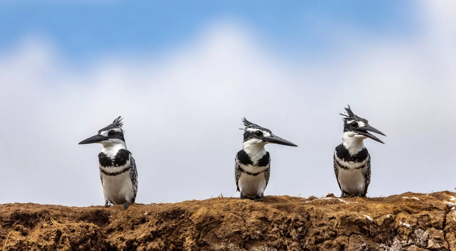 Lake Edward, Queen Elizabeth National Park Three mature male African pied kingfishers ceryle rudis, perched on the banks of Lake Edward