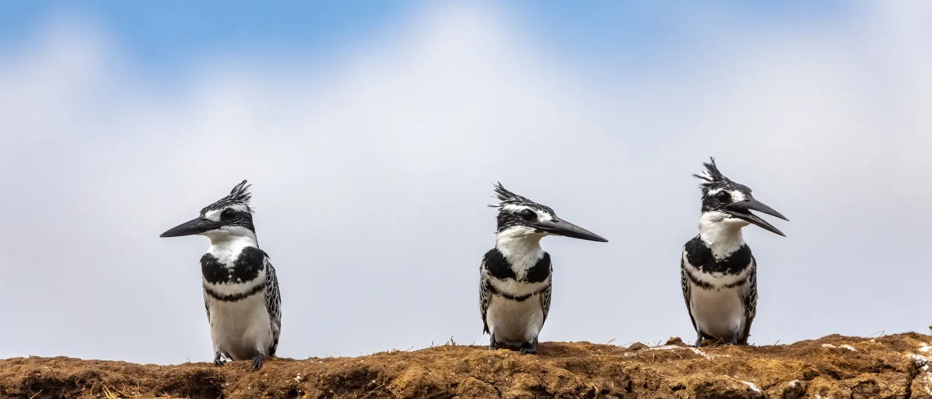 Three mature male African pied kingfishers ceryle rudis, perched on the banks of Lake Edward