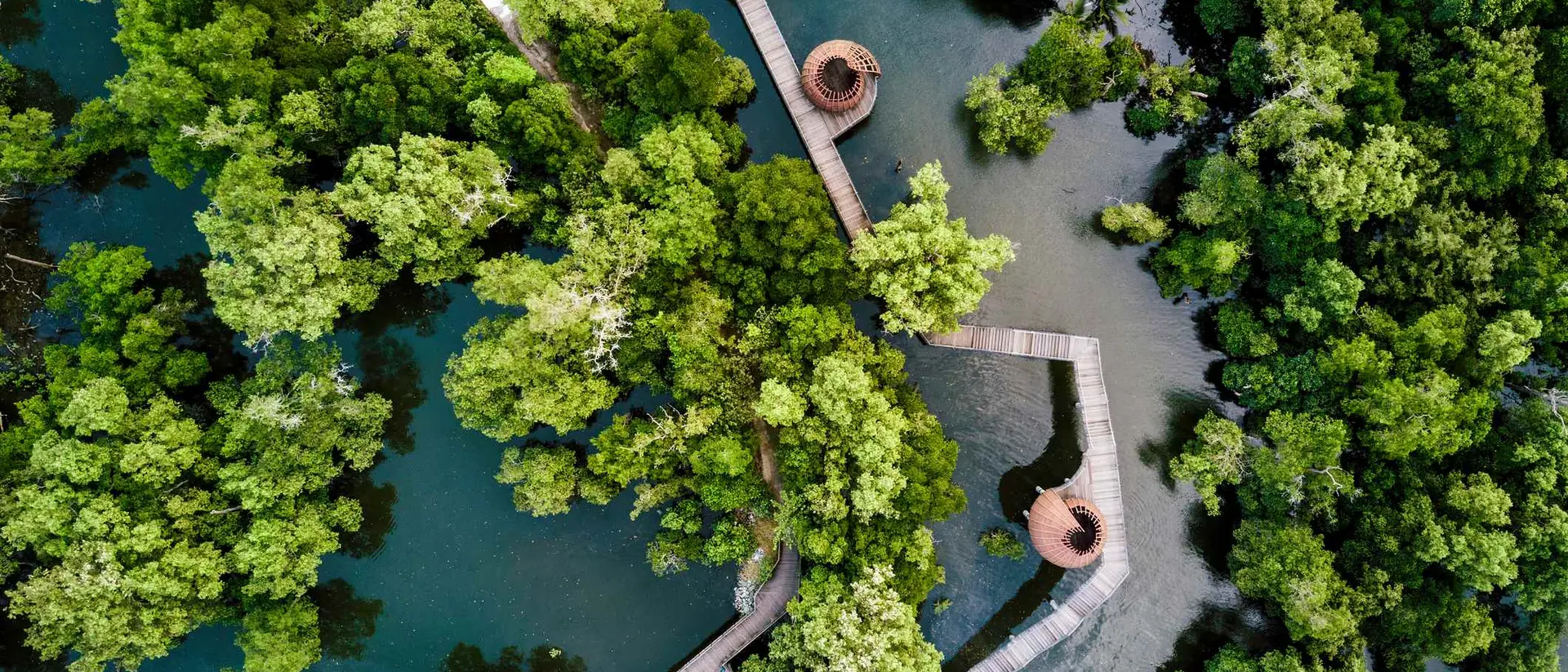 Aerial view of wooden pathways winding through lush green mangroves in a serene water landscape.