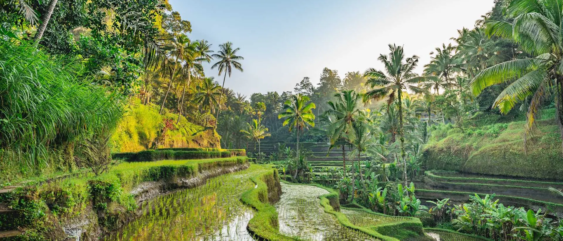 Lush green rice terraces surrounded by tropical plants and palm trees under a clear blue sky.