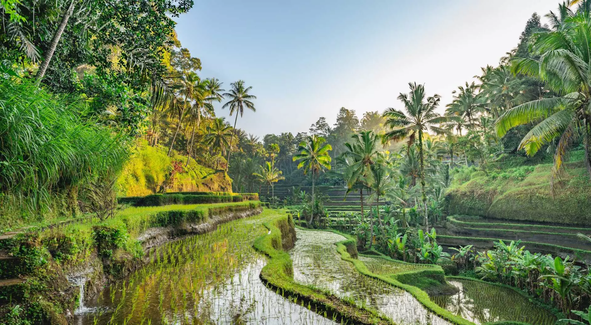 Lush green rice terraces surrounded by tropical plants and palm trees under a clear blue sky.