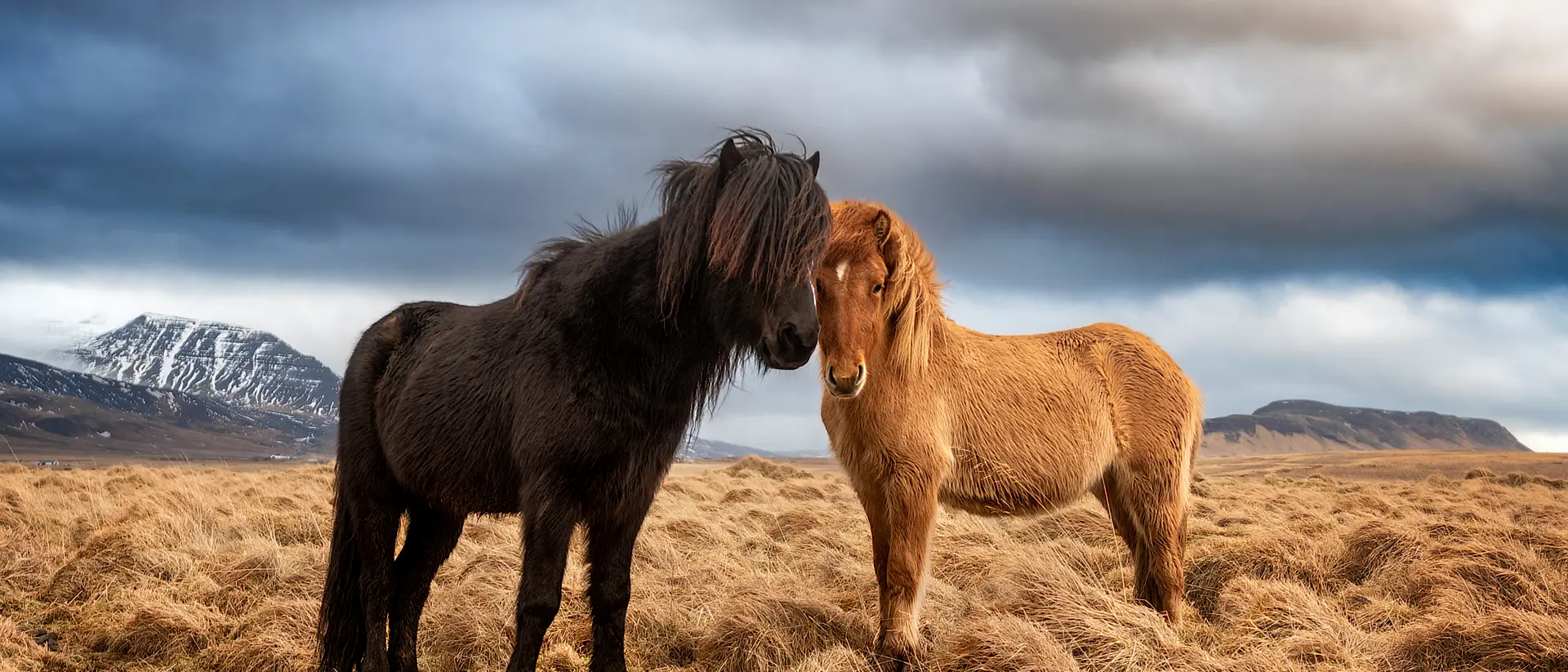 Two icelandic horses on a grass field during the winter in rural Iceland