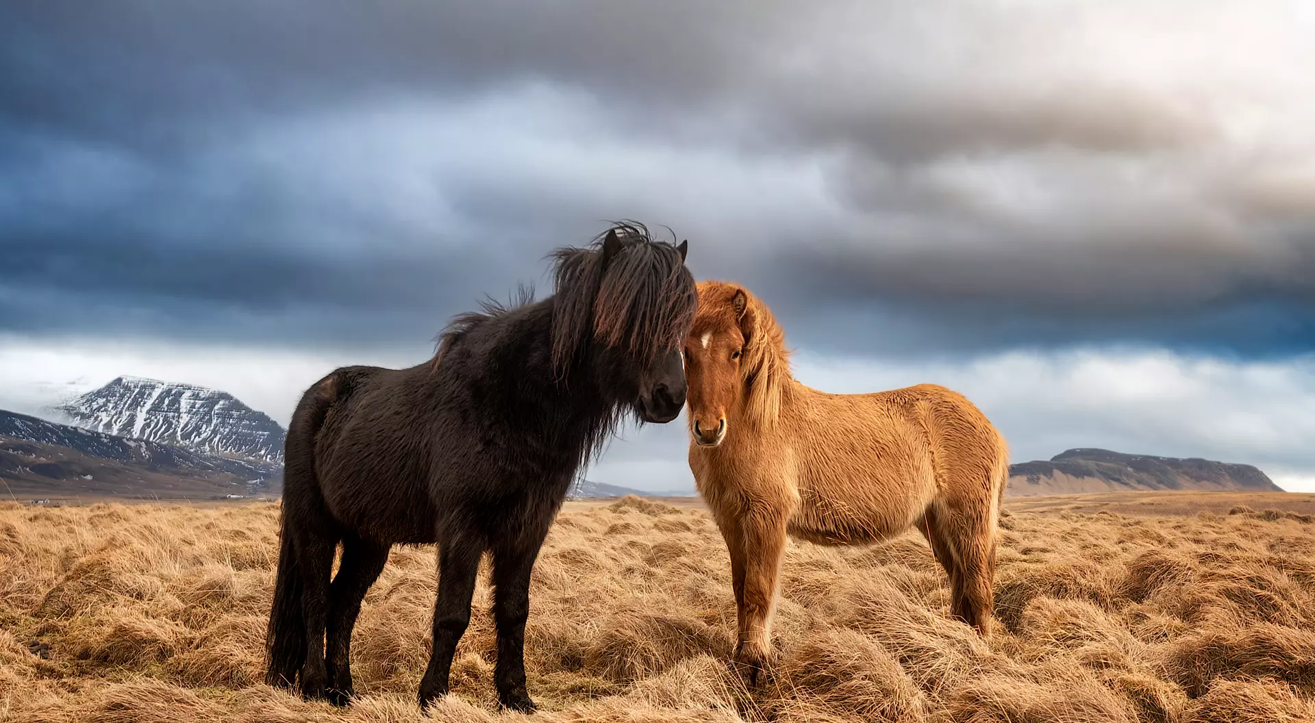 Two icelandic horses on a grass field during the winter in rural Iceland