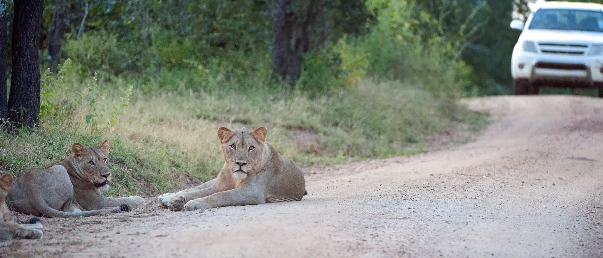 Two lions lounging beside a dirt road, with a white vehicle approaching in the background.