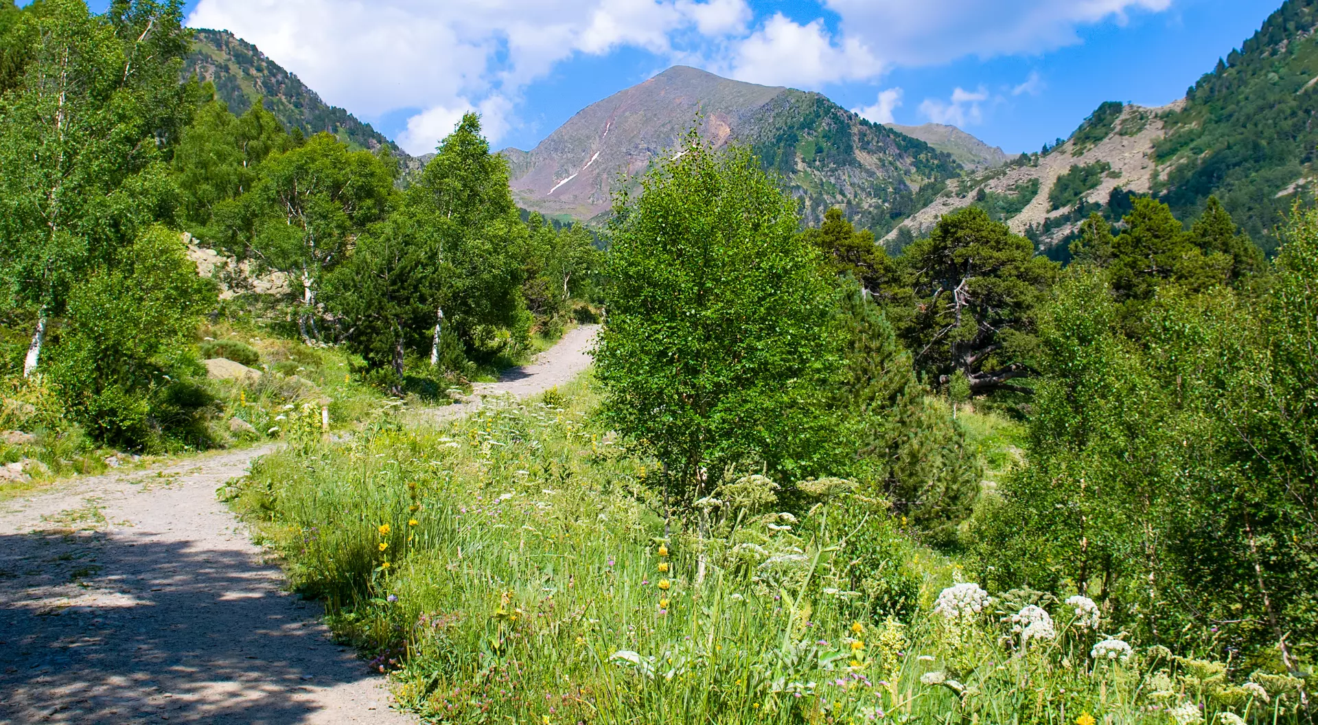 A scenic trail winding through green trees, leading to mountains under a blue sky with scattered clouds.