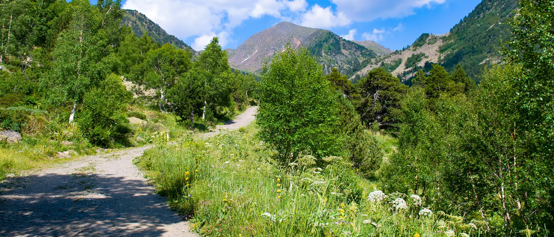 A scenic trail winding through green trees, leading to mountains under a blue sky with scattered clouds.