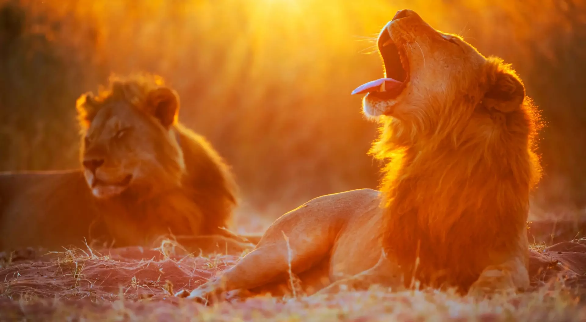 Two lions bask in a golden sunset, one yawning with its mouth open, the other resting nearby.