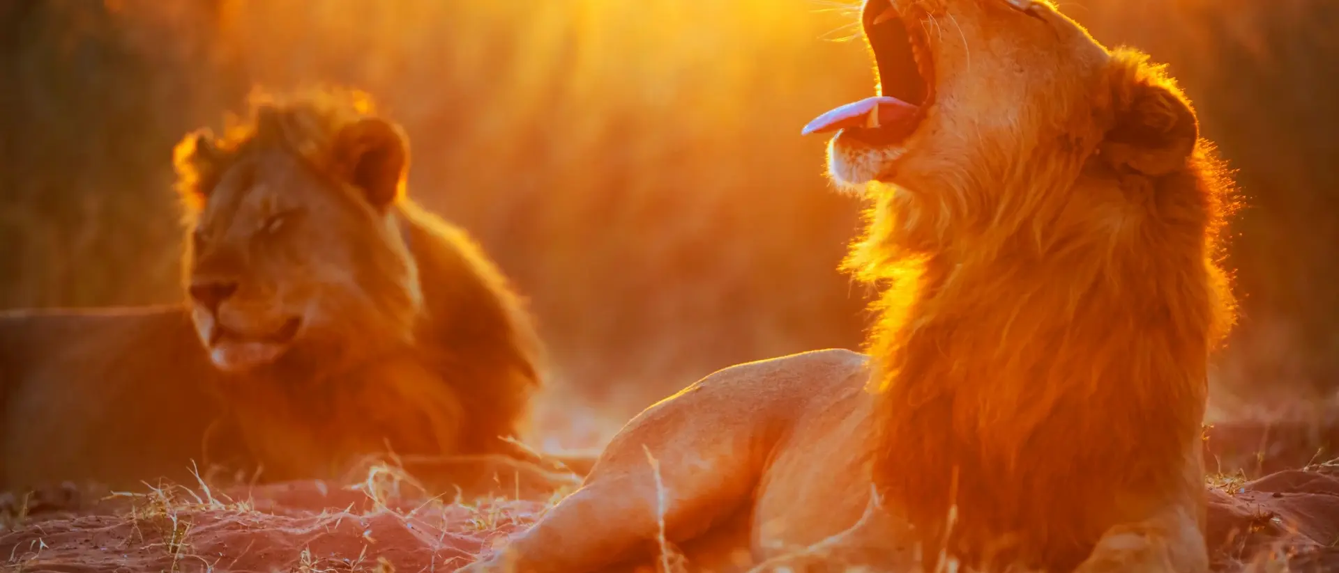 Two lions bask in a golden sunset, one yawning with its mouth open, the other resting nearby.
