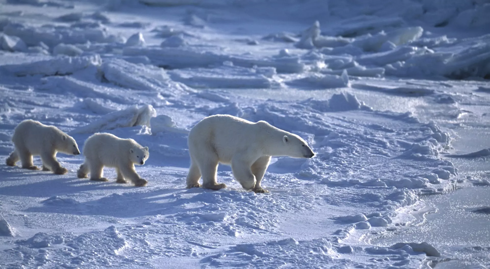 Hudson Bay Mother and her two polar bear (Ursus maritimus) cubs traveling across the ice fow of the Hudson Bay.