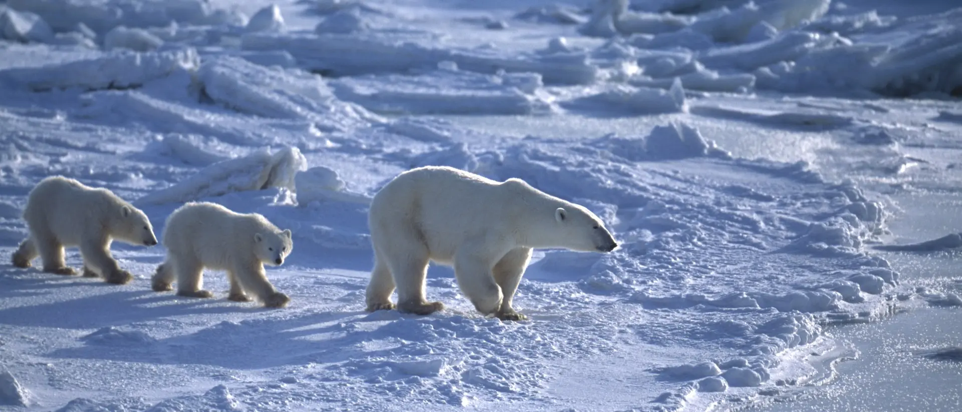 Hudson Bay Mother and her two polar bear (Ursus maritimus) cubs traveling across the ice fow of the Hudson Bay.