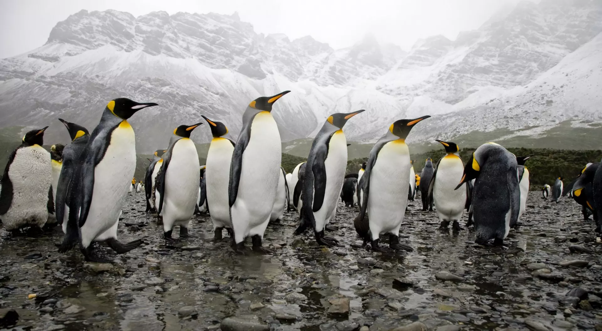 South Georgia Island King Penguins at the beach, wide angle shot against the high snow mountains