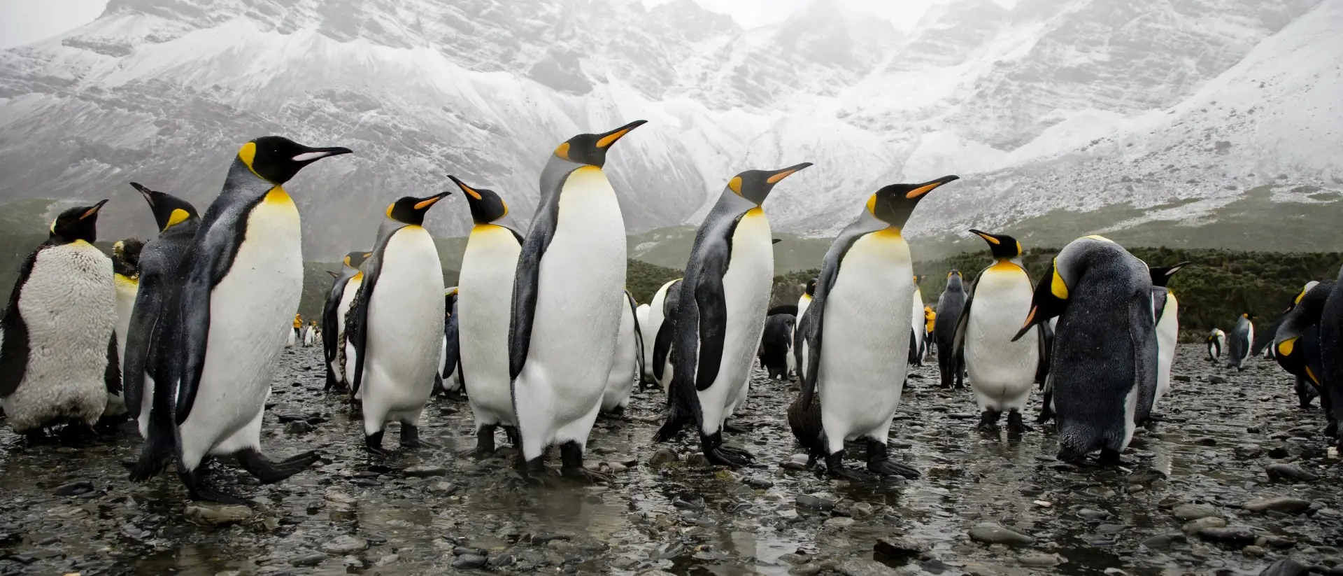 South Georgia Island King Penguins at the beach, wide angle shot against the high snow mountains