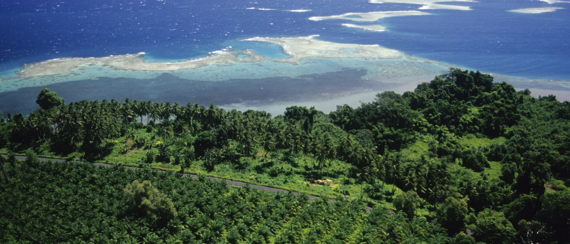 Aerial view of a Oil Palm (palm oil) plantation by the sea