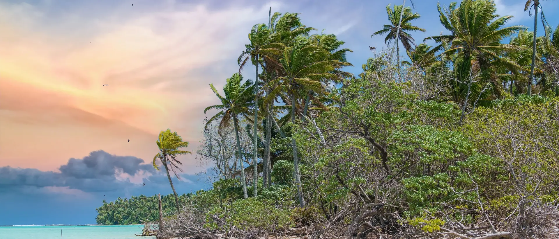 Island beach palms and clear turquoise ocean water with coconut tree