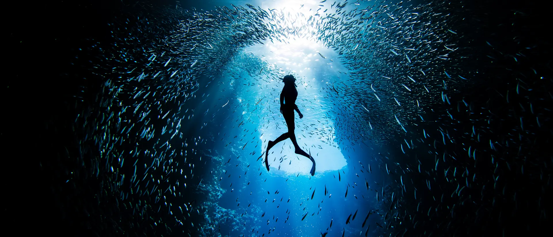 A silhouette of a person swimming in a blue underwater scene surrounded by schools of fish.