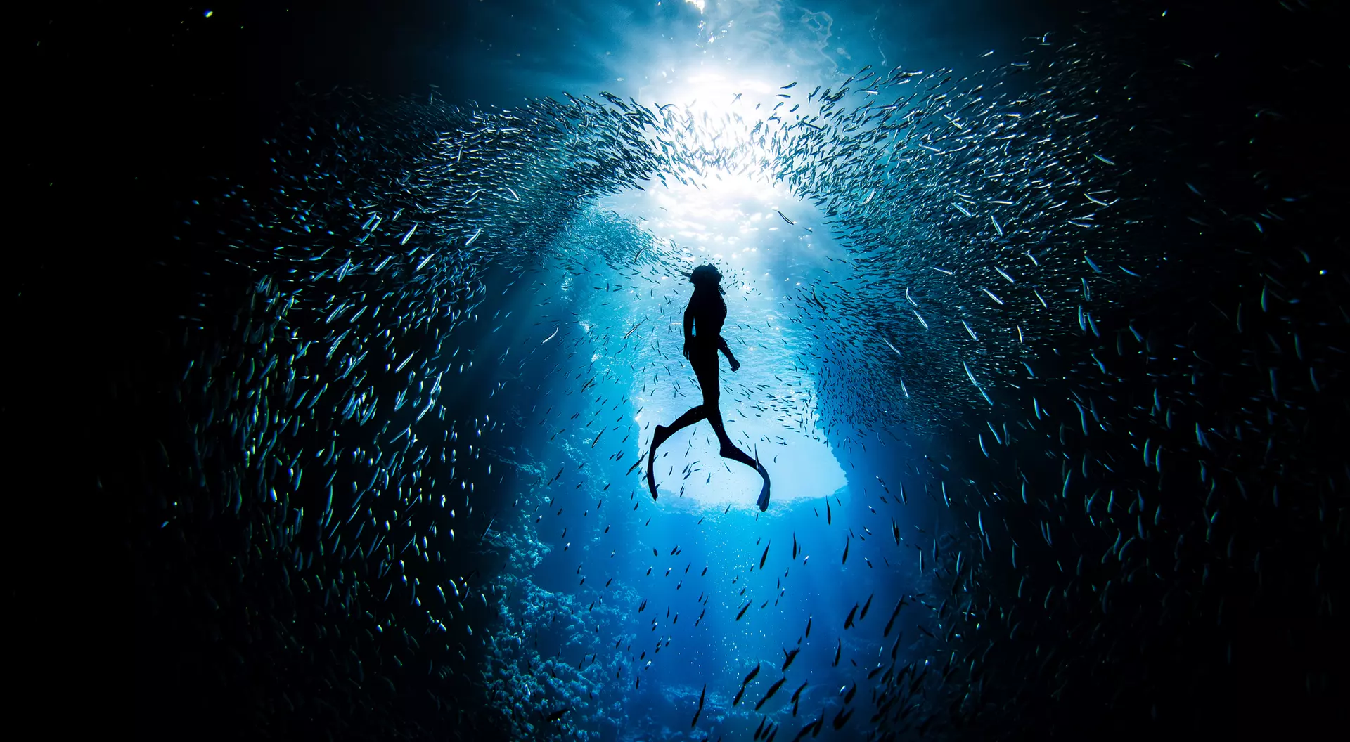 A silhouette of a person swimming in a blue underwater scene surrounded by schools of fish.
