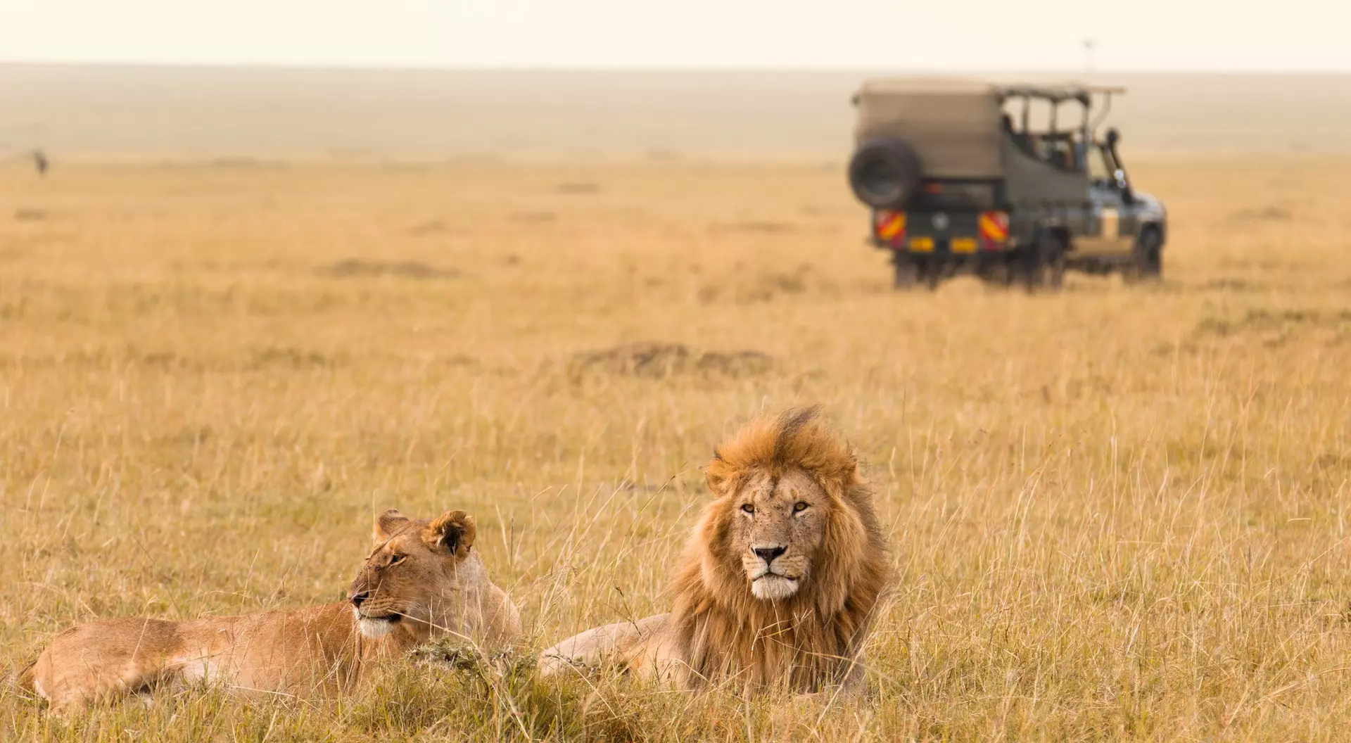 A male and female lion rest in an open savannah, while a safari vehicle is visible in the background.