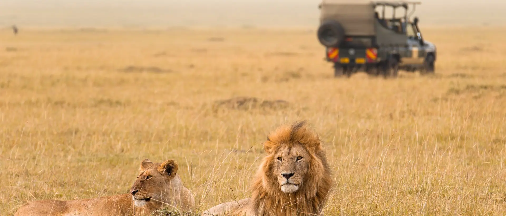 A male and female lion rest in an open savannah, while a safari vehicle is visible in the background.