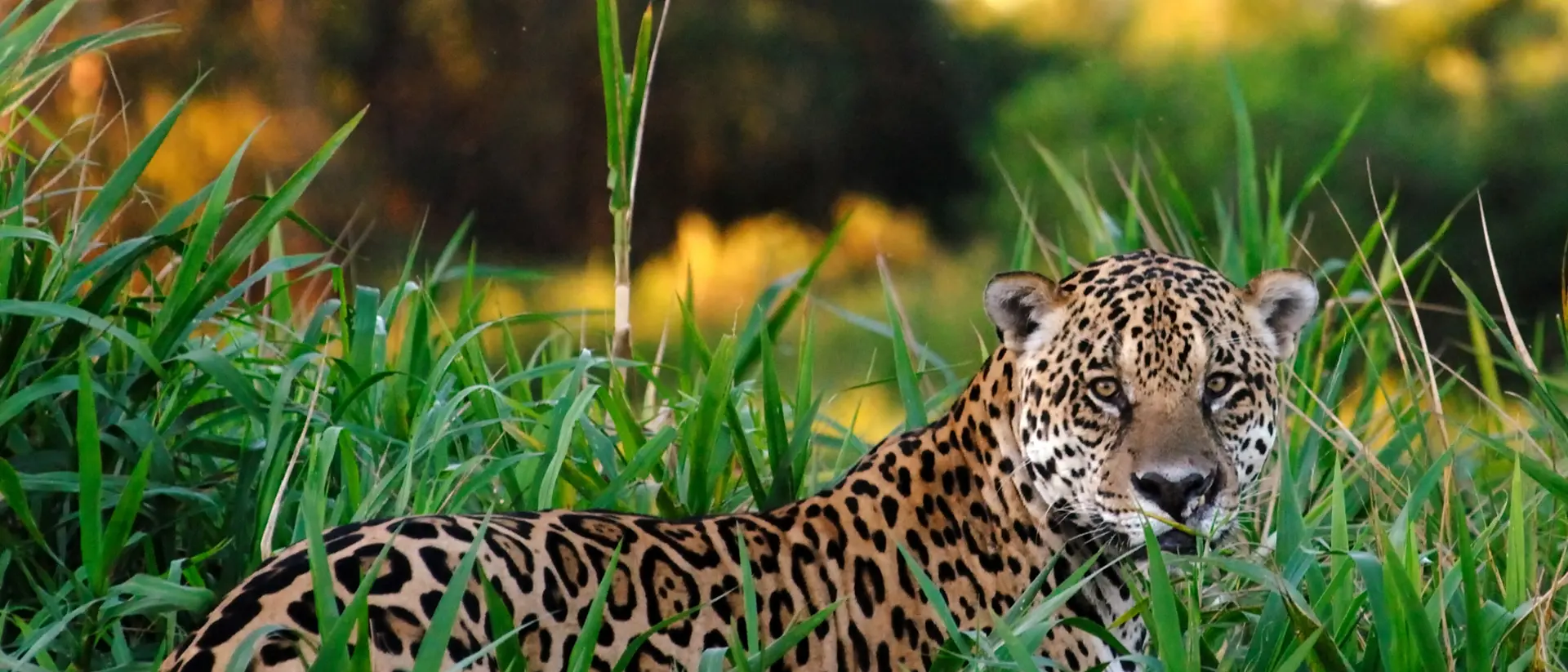 Large male Jaguar (panthera onca) found in the densely forested Amazon jungle