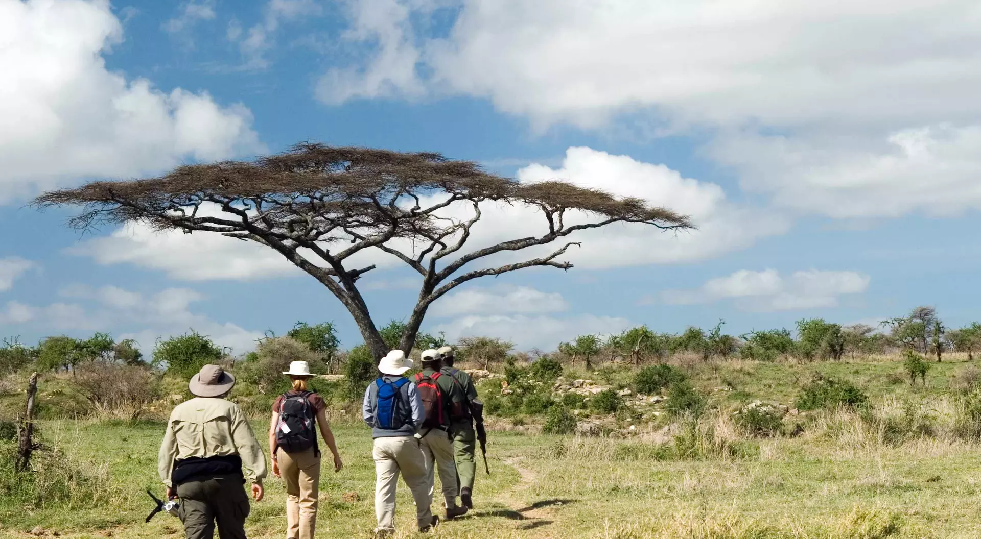 A group of hikers walking towards a large acacia tree under a blue sky with scattered clouds.