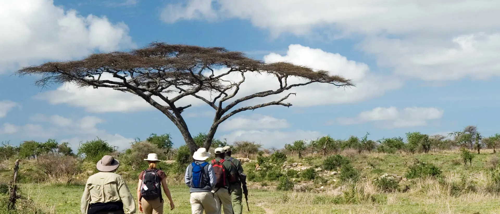 A group of hikers walking towards a large acacia tree under a blue sky with scattered clouds.