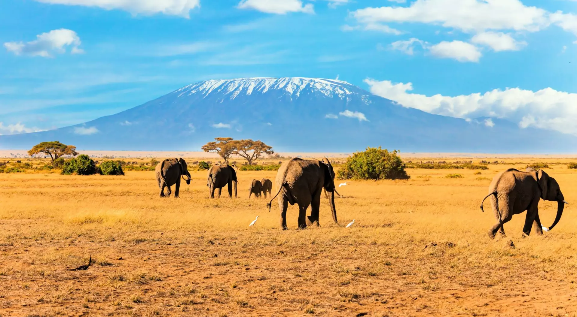 Heard of elephants, Mount Kilimanjaro in the background.