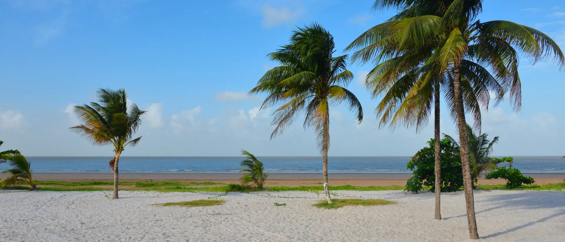 A serene beach scene with palm trees swaying in the breeze and a calm ocean under a blue sky.