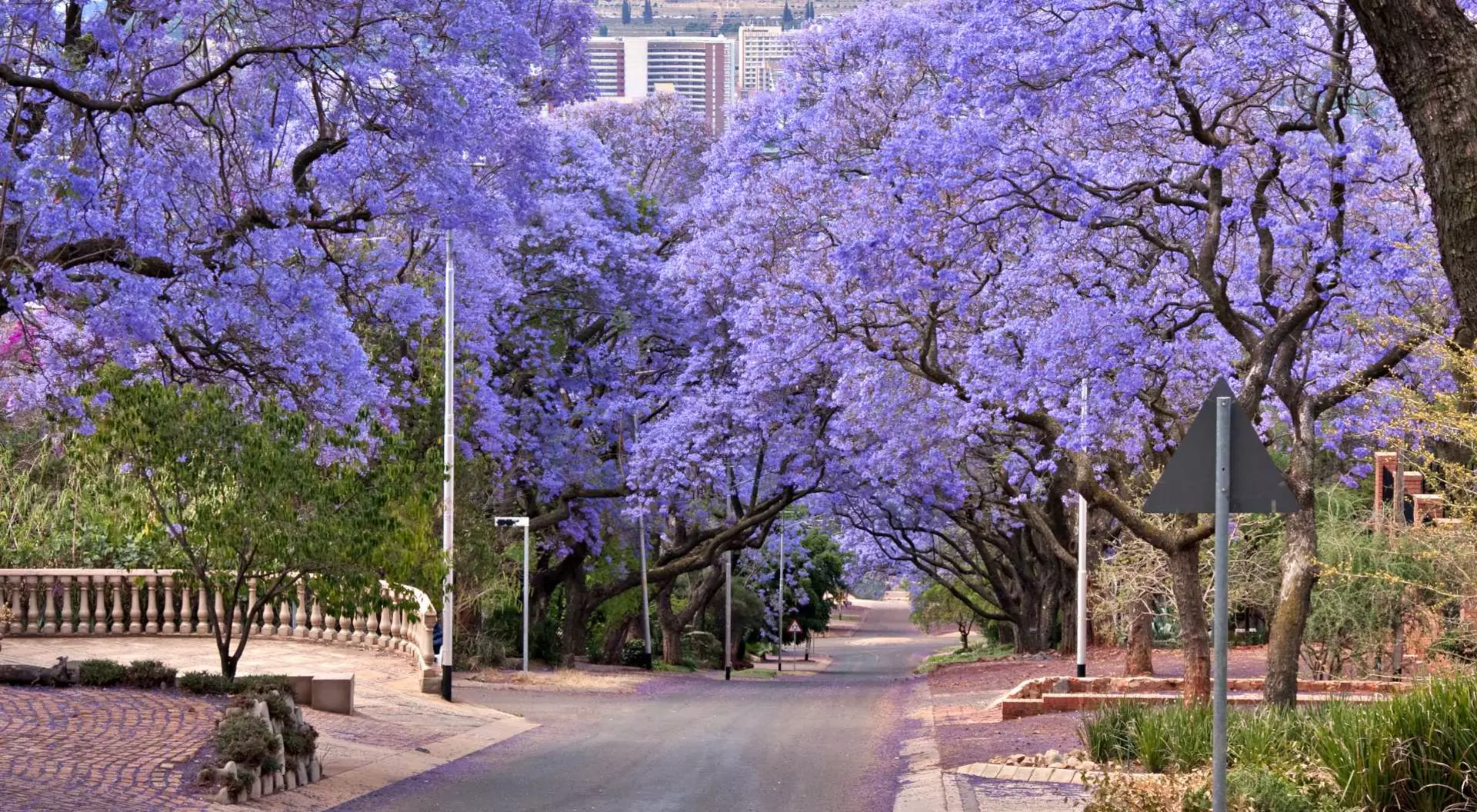 Jacaranda trees lining the street in Pretoria, South Africa, purple bloom in October, with government buildings in the distance