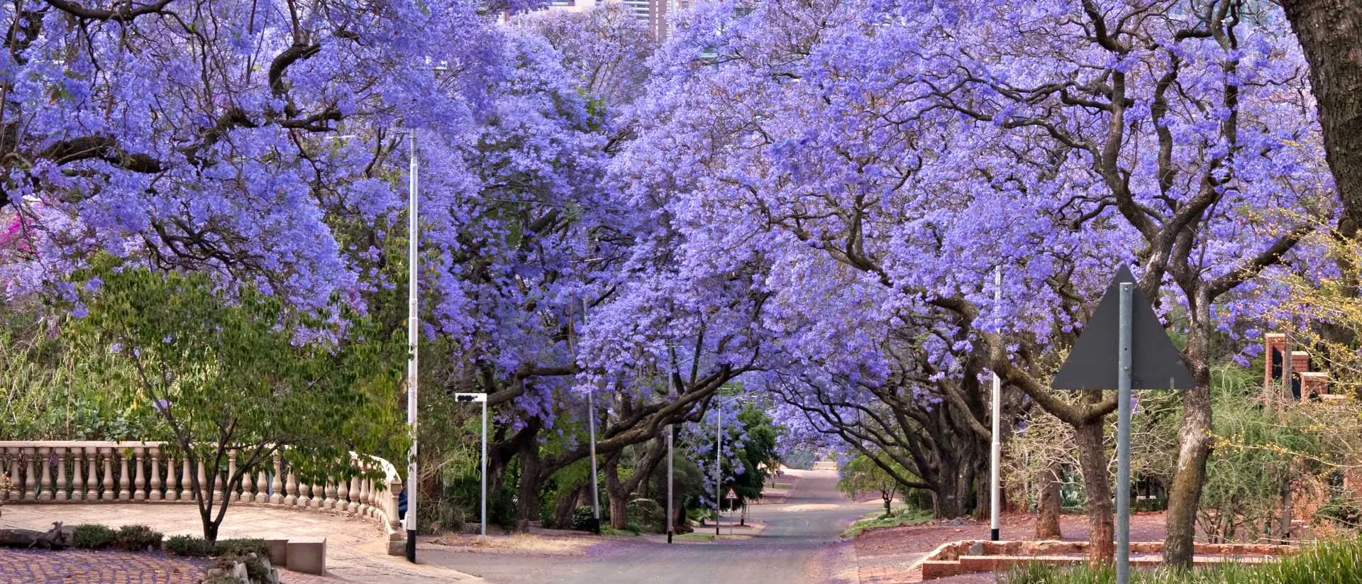 Jacaranda trees lining the street in Pretoria, South Africa, purple bloom in October, with government buildings in the distance