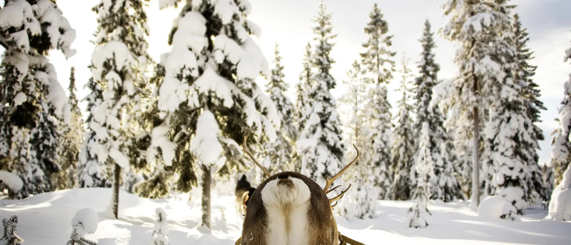 Finland Reindeer Sleigh Ride