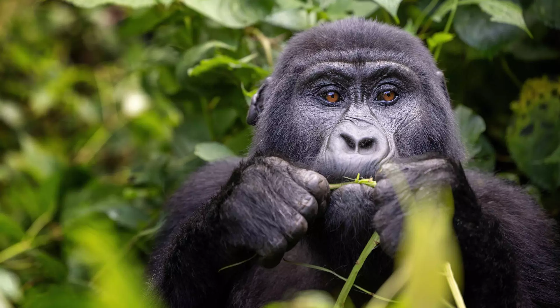 A close-up of a gorilla eating greenery, surrounded by lush green foliage.