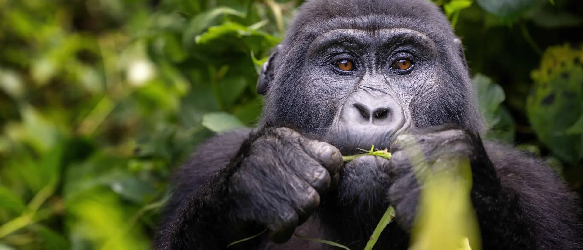 A close-up of a gorilla eating greenery, surrounded by lush green foliage.