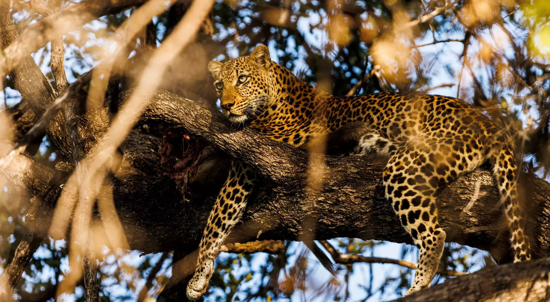 A leopard rests on a tree branch, surrounded by leaves and branches in a natural habitat.