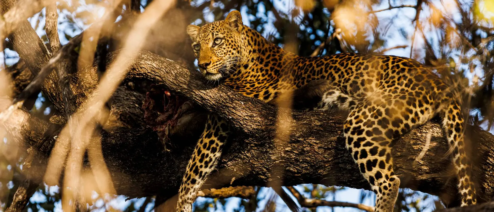 A leopard rests on a tree branch, surrounded by leaves and branches in a natural habitat.