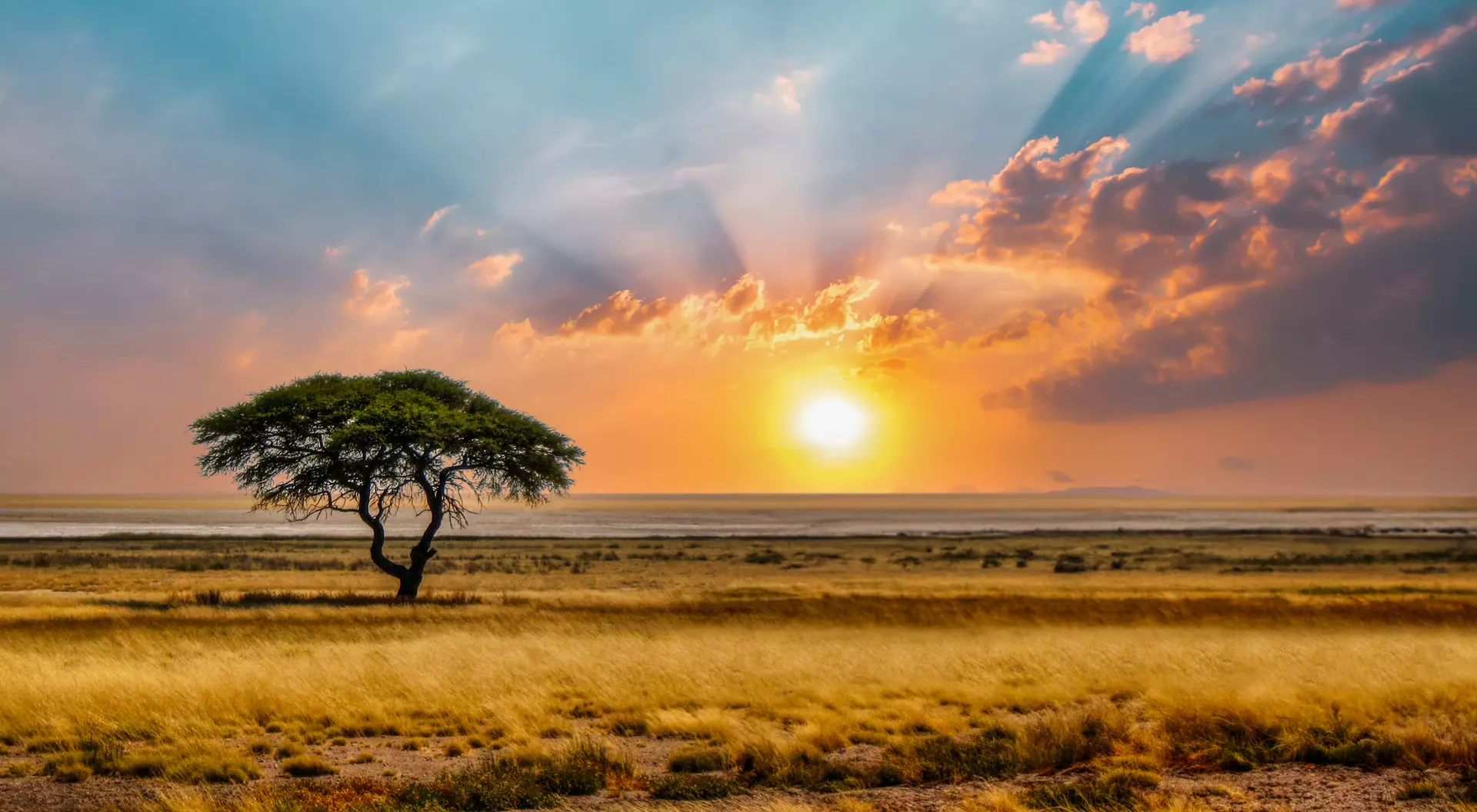 A lone tree stands in a vast grassland, with a vibrant sunset illuminating the sky and distant horizon.