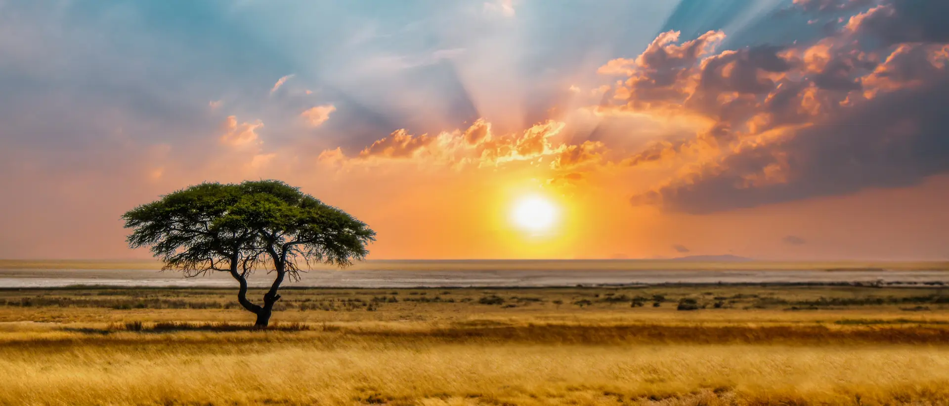 A lone tree stands in a vast grassland, with a vibrant sunset illuminating the sky and distant horizon.