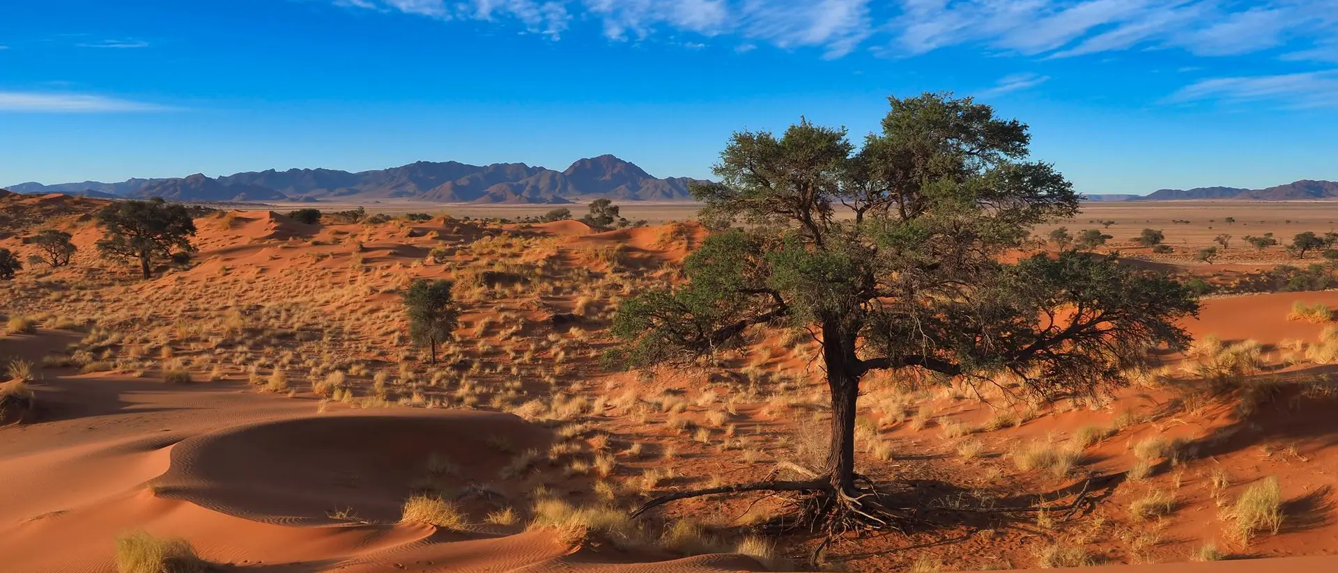 A solitary tree stands among sand dunes under a blue sky with scattered clouds, with mountains in the distance.