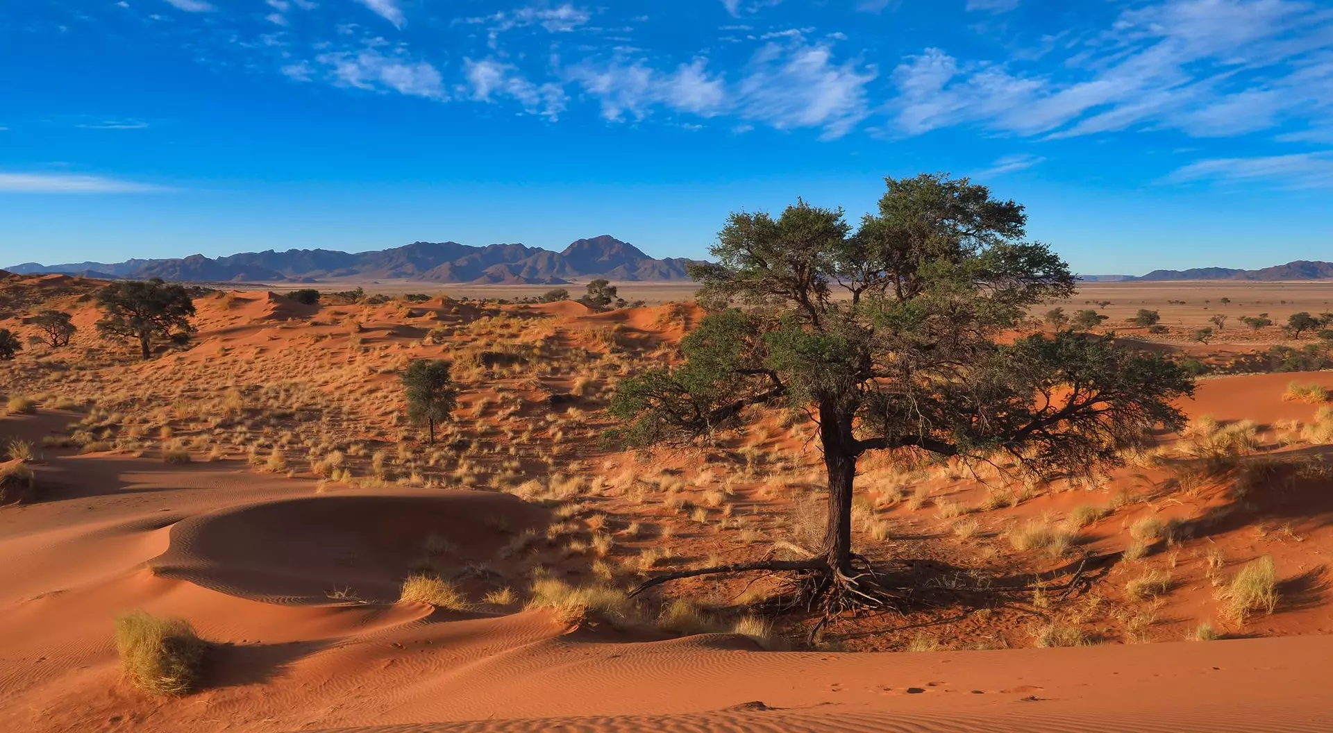 A solitary tree stands among sand dunes under a blue sky with scattered clouds, with mountains in the distance.